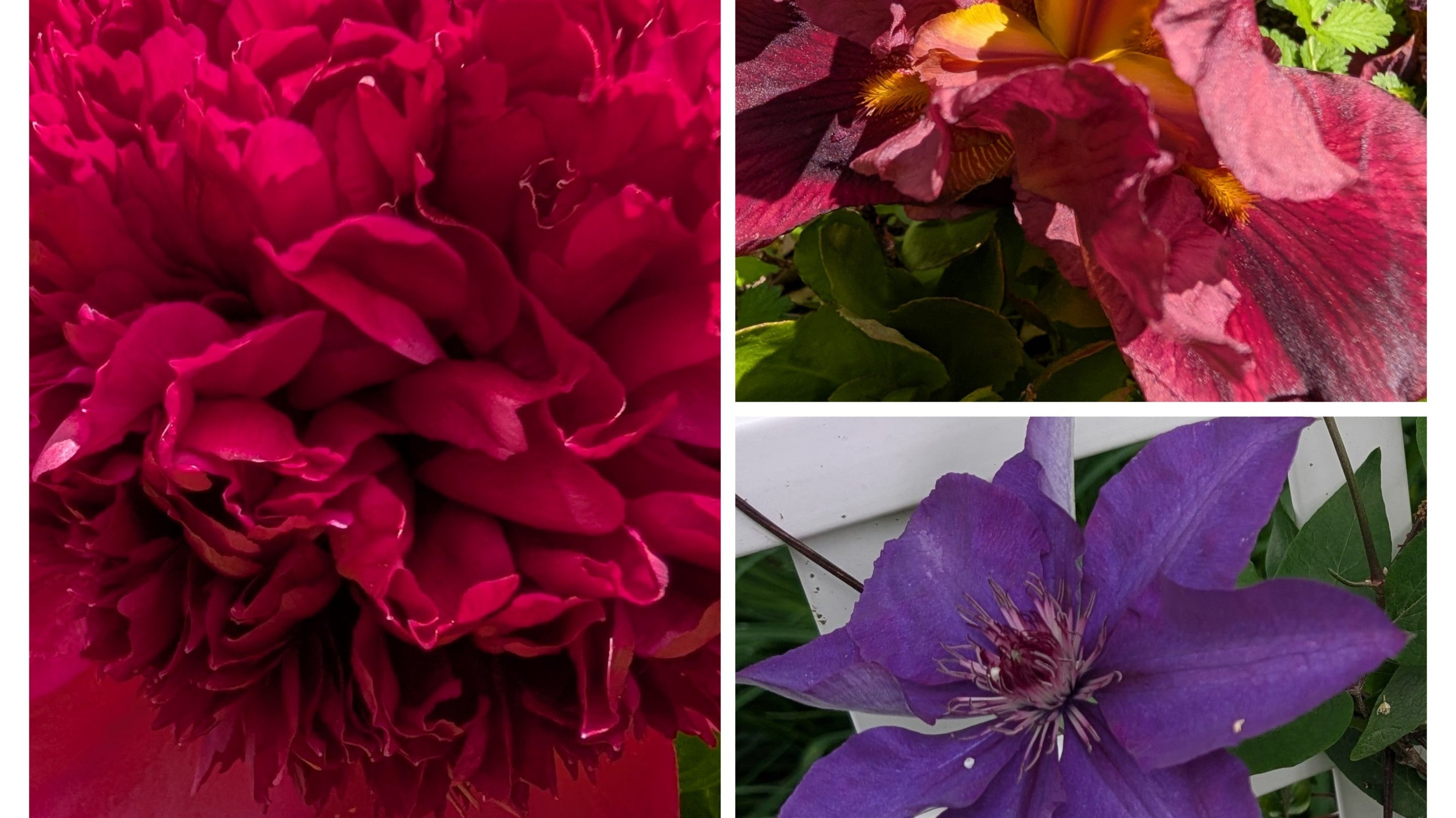 Get Growing! Cultivating Gourmet Mushrooms in Your Garden This Spring (Part 3)