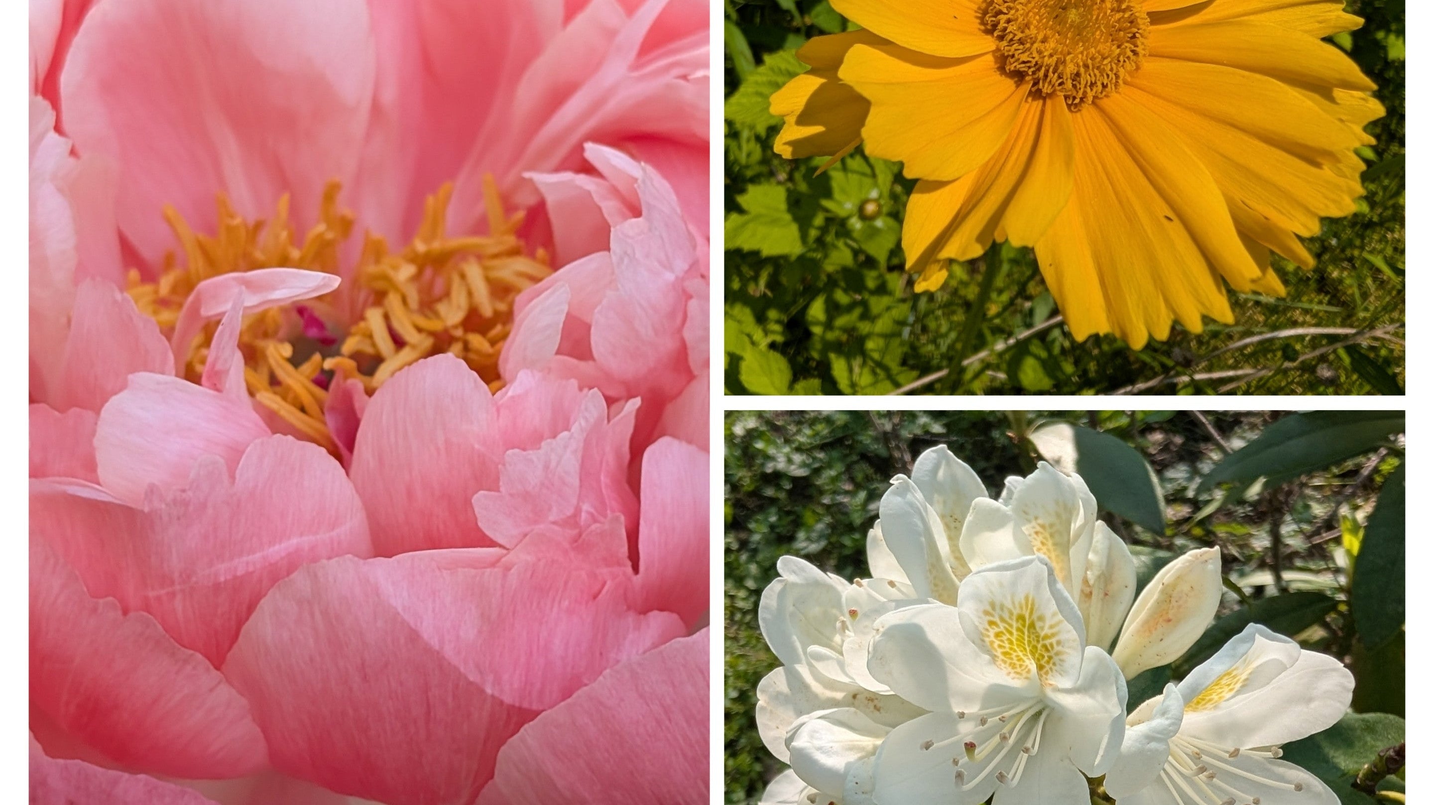 Harvest & Harmony: Reaping Your Gourmet Mushroom Rewards & Beyond (Part 4)