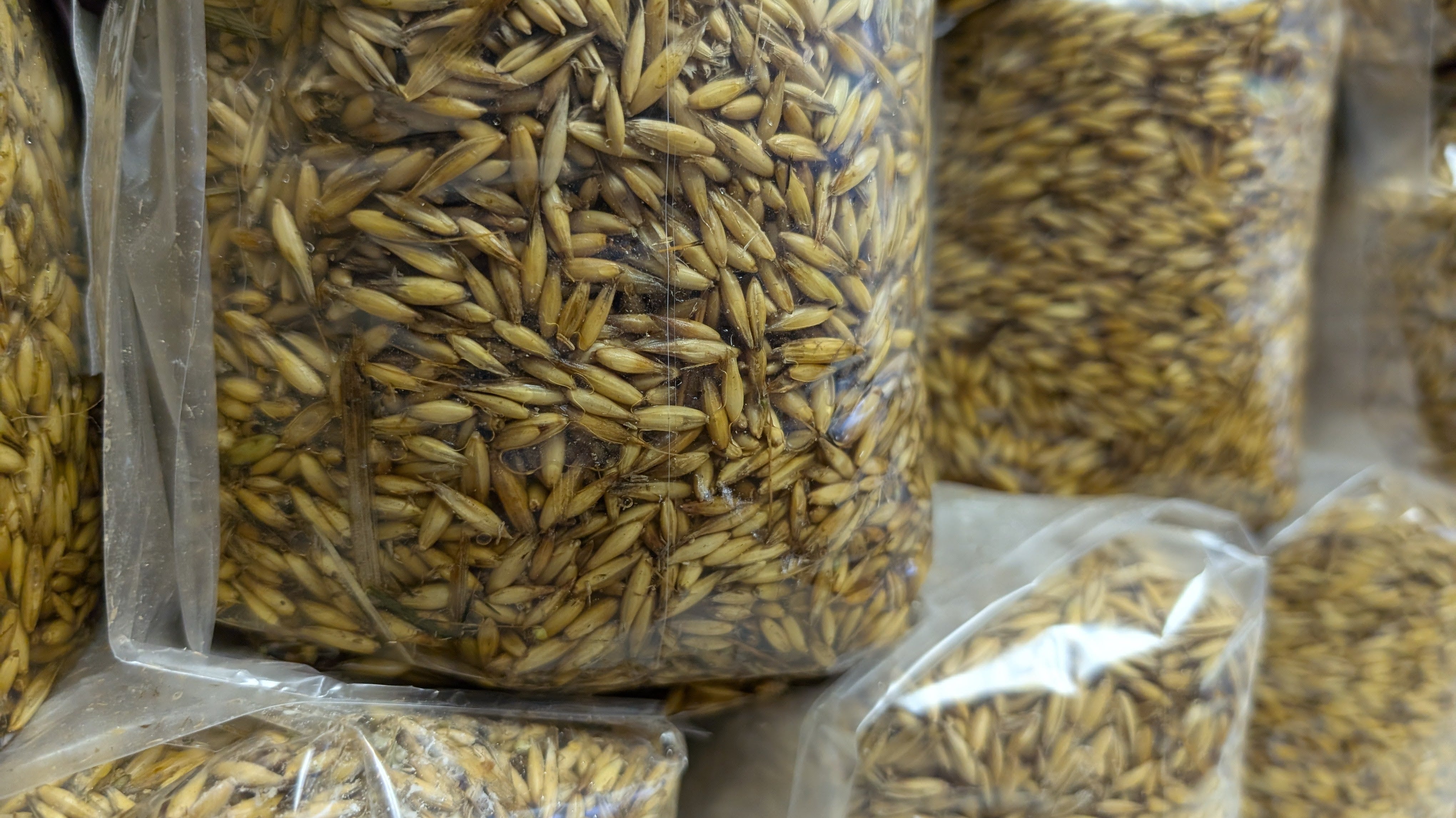 Quality You Can Trust: Inside Mush Ohio's Precision Grain Spawn Process