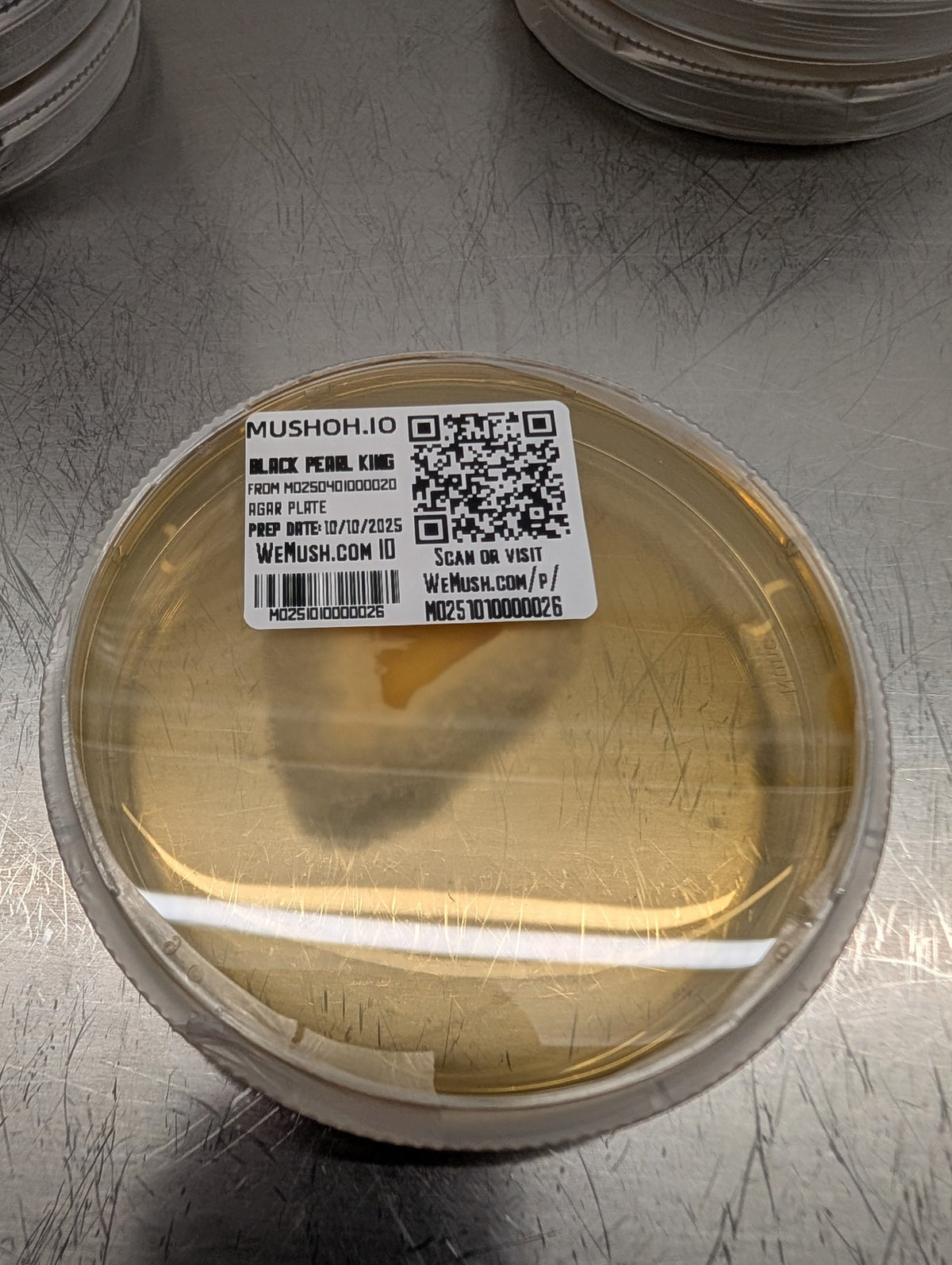 Black Pearl King culture growing on a Mush Ohio agar plate, labeled for WeMush tracking