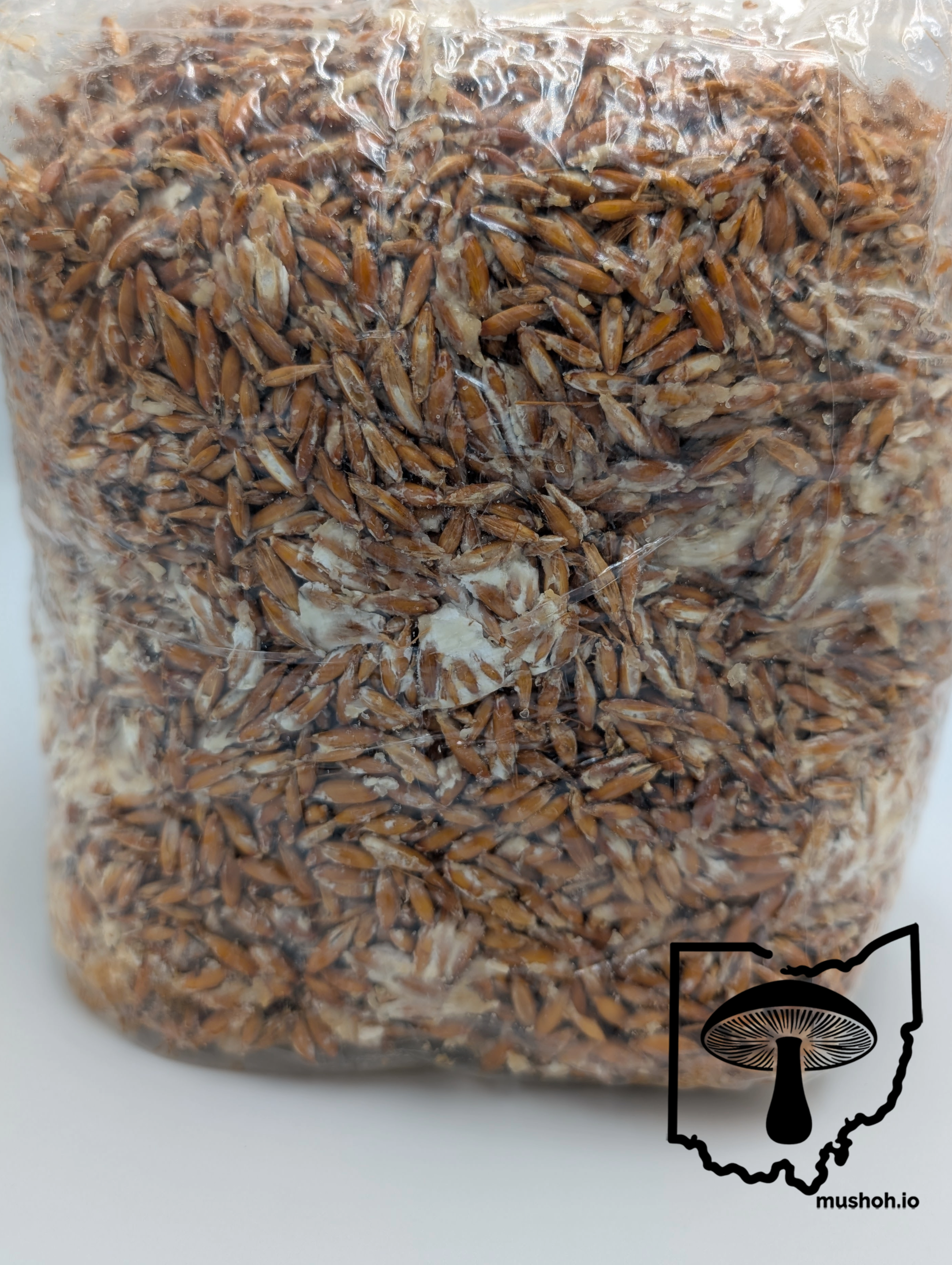 Recently shaken, colonized grain spawn - Mush Ohio