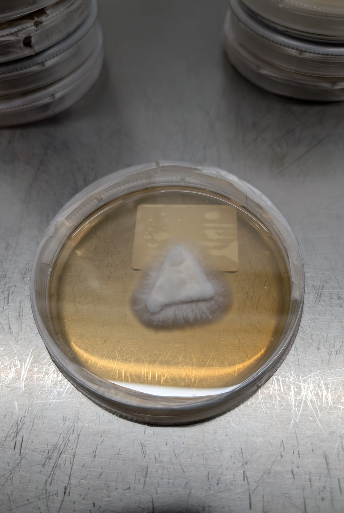 Mycelium growing on an agar plate poured with Mush Ohio media
