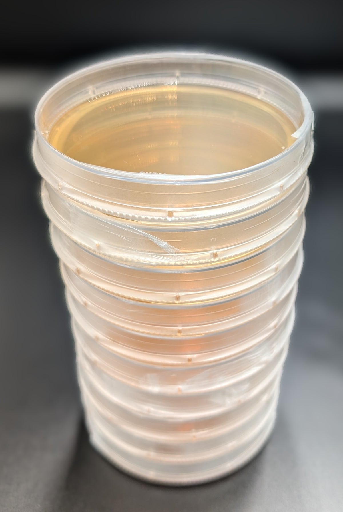 Mush Ohio prepared agar plate close-up