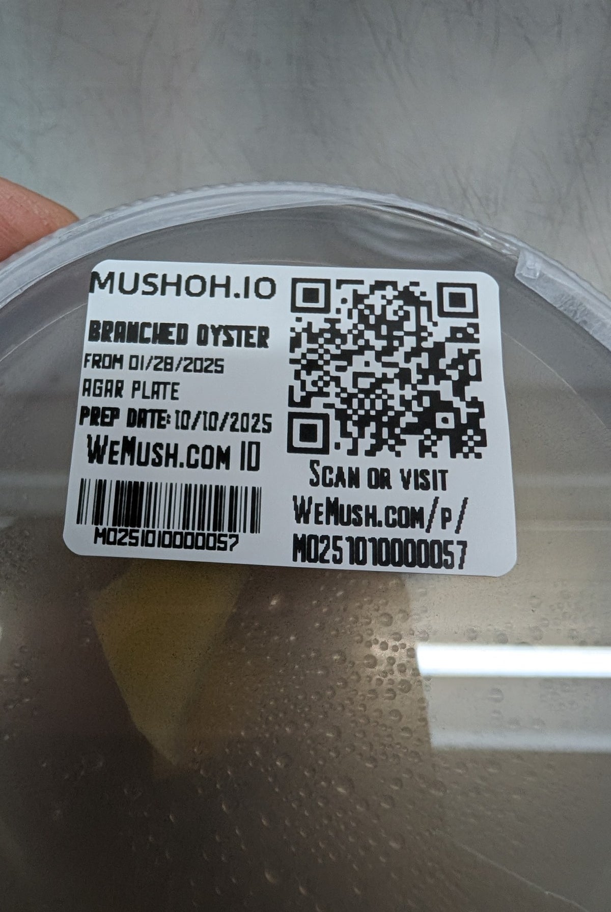 Every Mush Ohio culture plate is labeled and tracked in WeMush