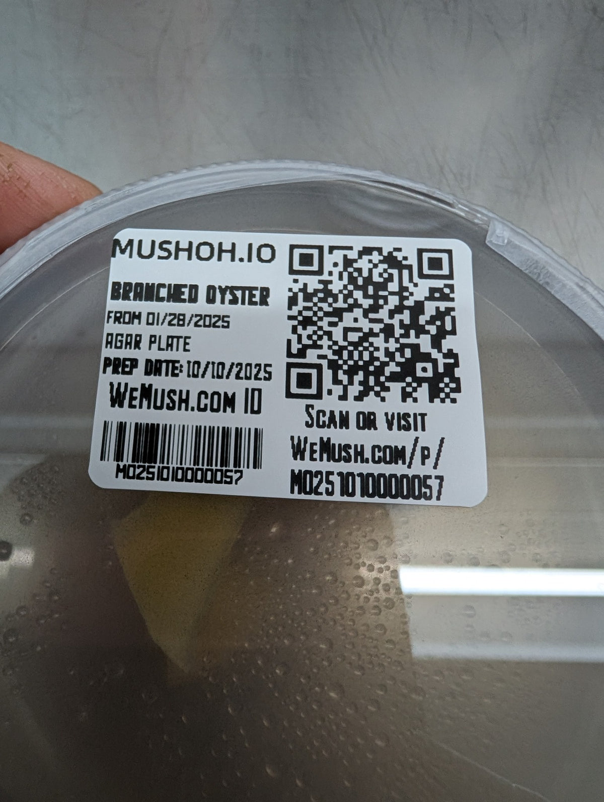 Every Mush Ohio culture plate is labeled and tracked in WeMush