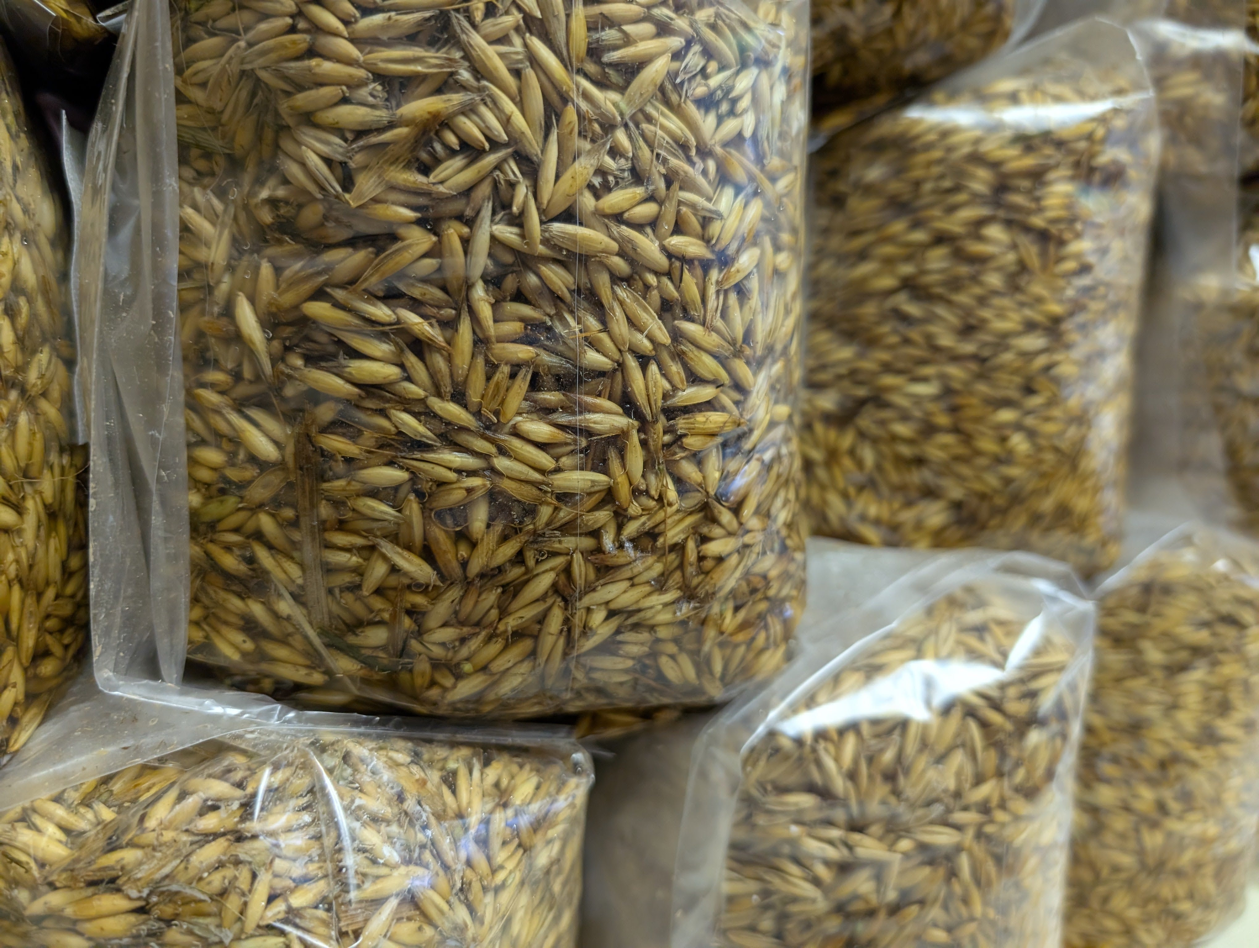 Grain Spawn