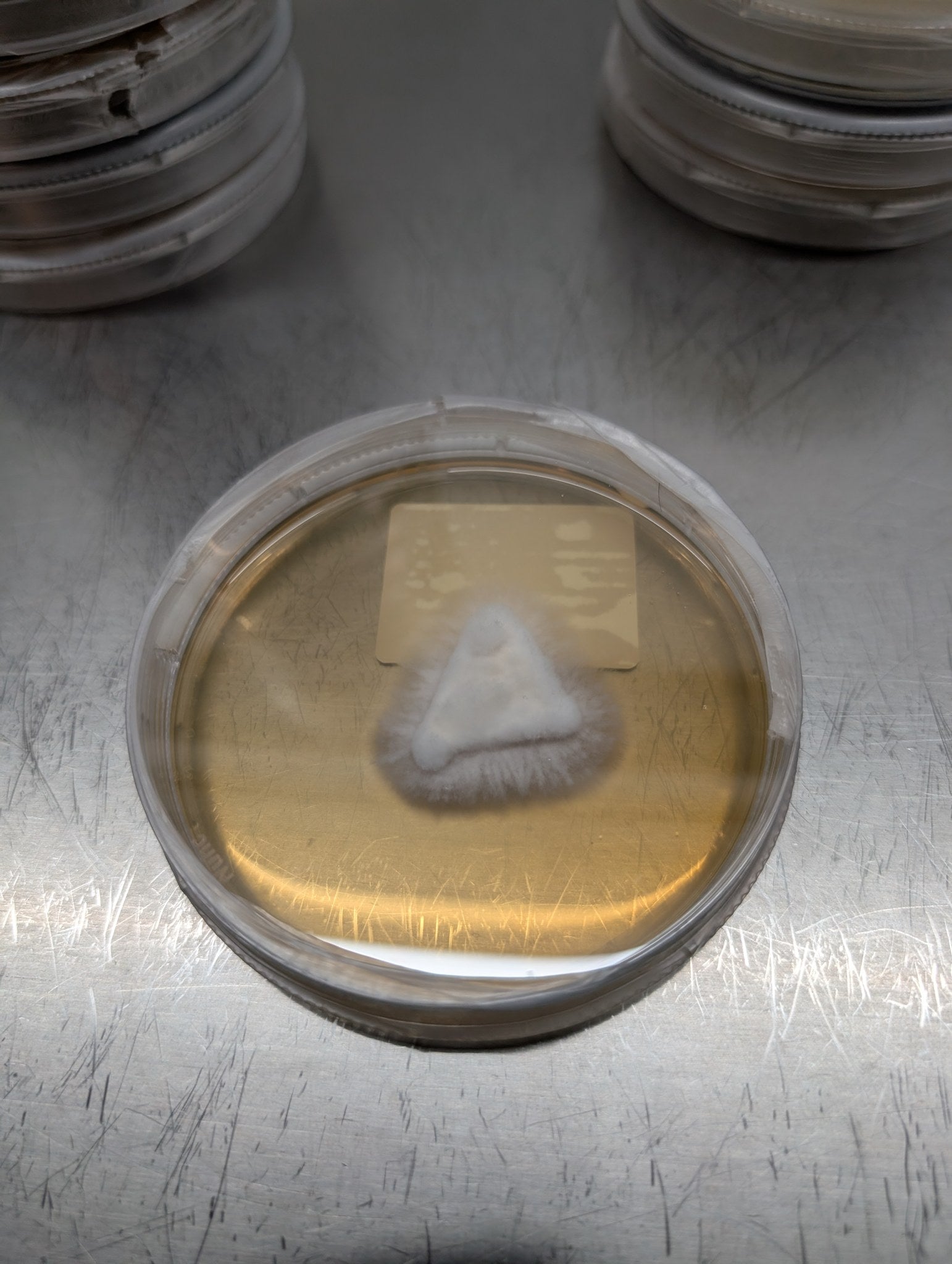 Mycelium growing on an agar plate poured with Mush Ohio media