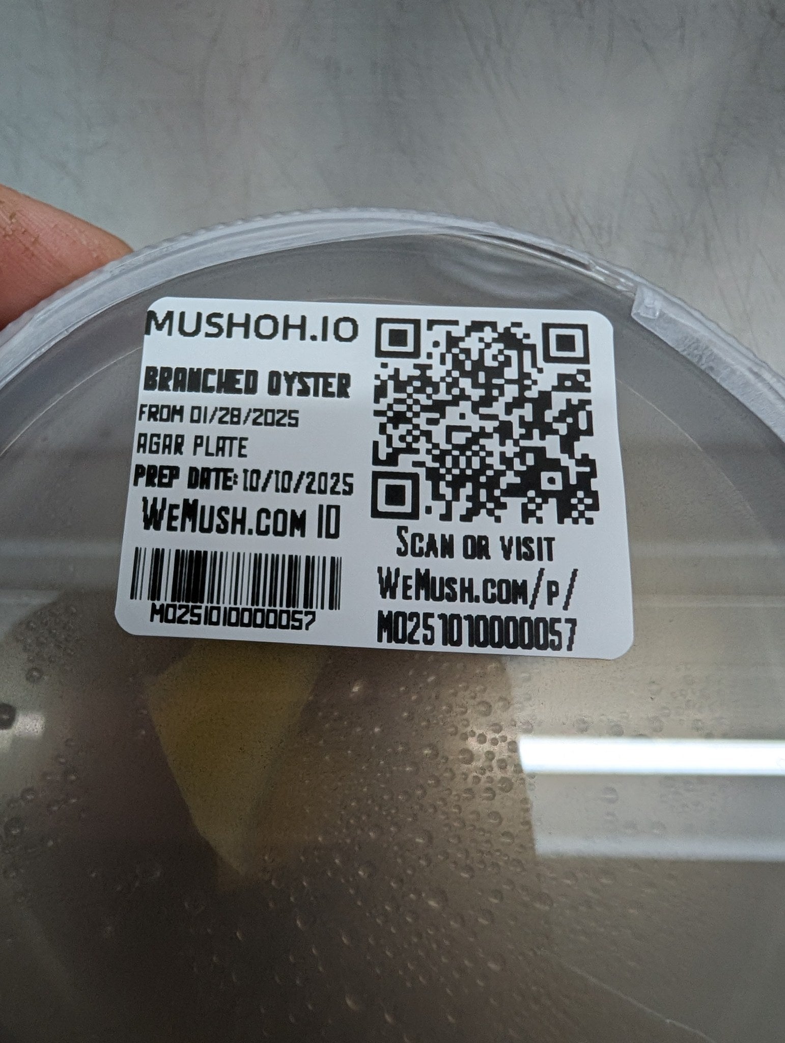 Every Mush Ohio culture plate is labeled and tracked in WeMush